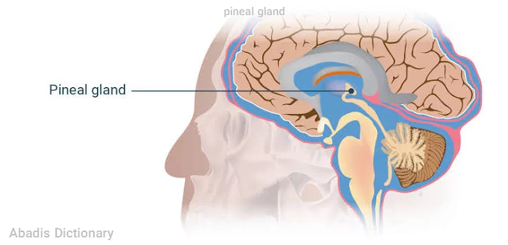 pineal gland